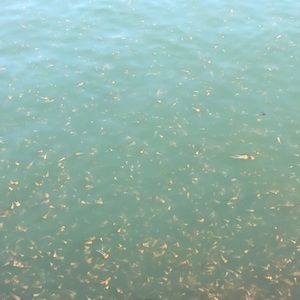 Meet your Posher, Casey